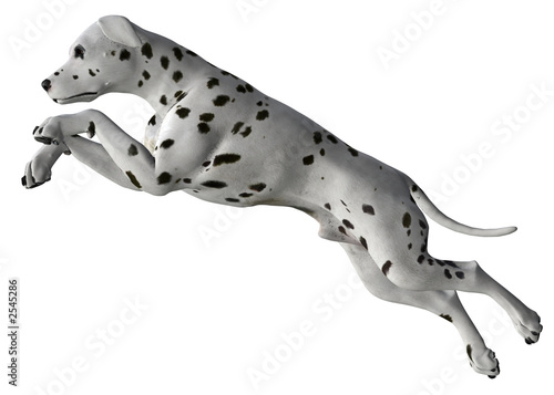 dalmation - 02