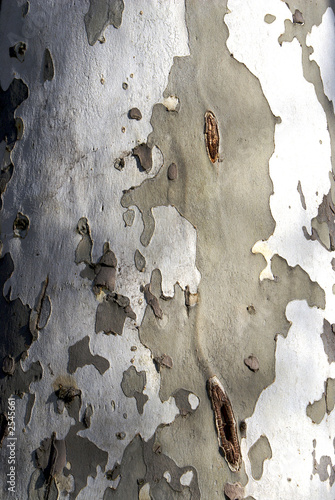 birch tree detail