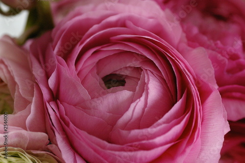pink ranuculas