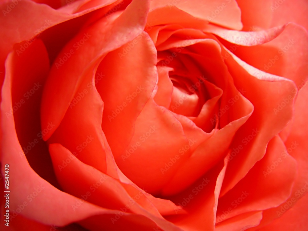 rose rose