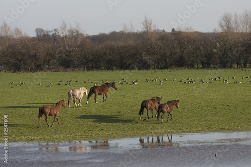 wilde horses