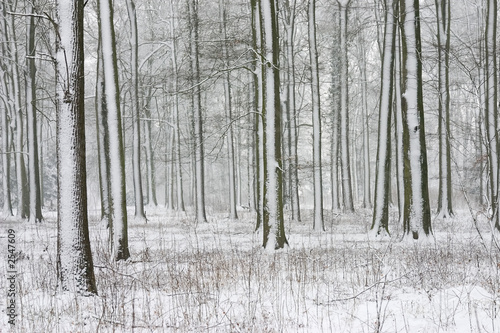 trees with snow