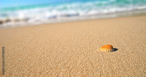 tropical beach sea shell