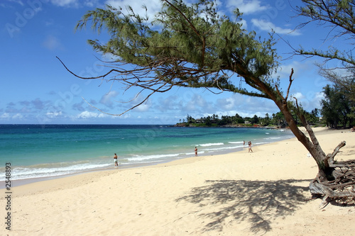 maui beach framed by a tree