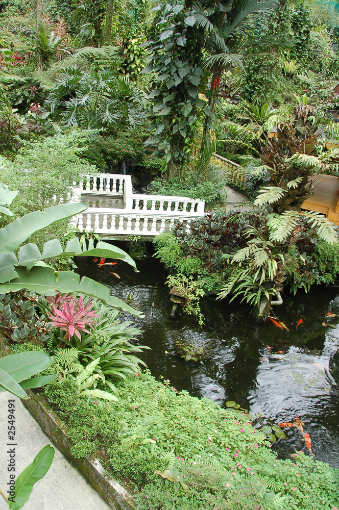 Fototapeta garden with koi ponds