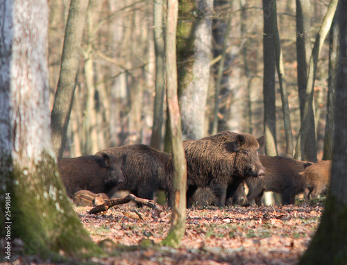 compagnie de sangliers