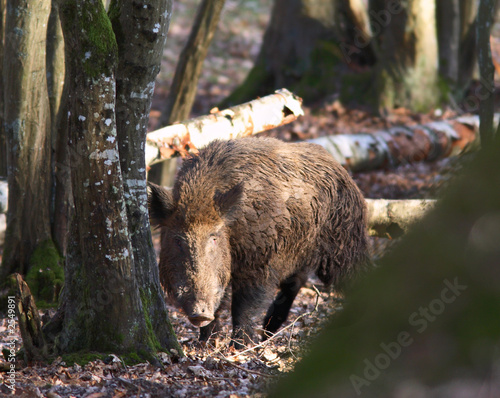 sanglier solitaire