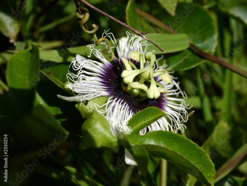 passion fruit flower - maracuya photo