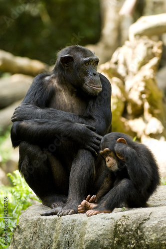 chimpanzees Fototapet