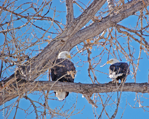 bald eagles