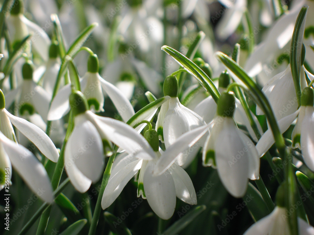 galanthus nivalis galanthus nivalis