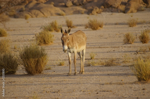 âne sauvage du sahara © Sahara Nature