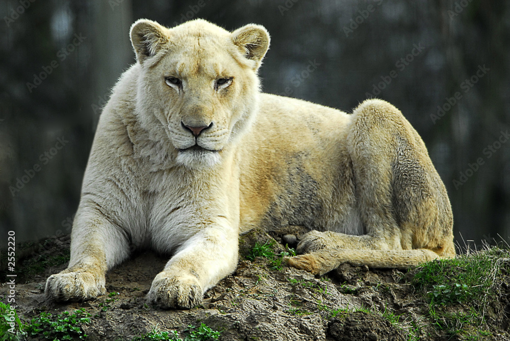 lion blanc