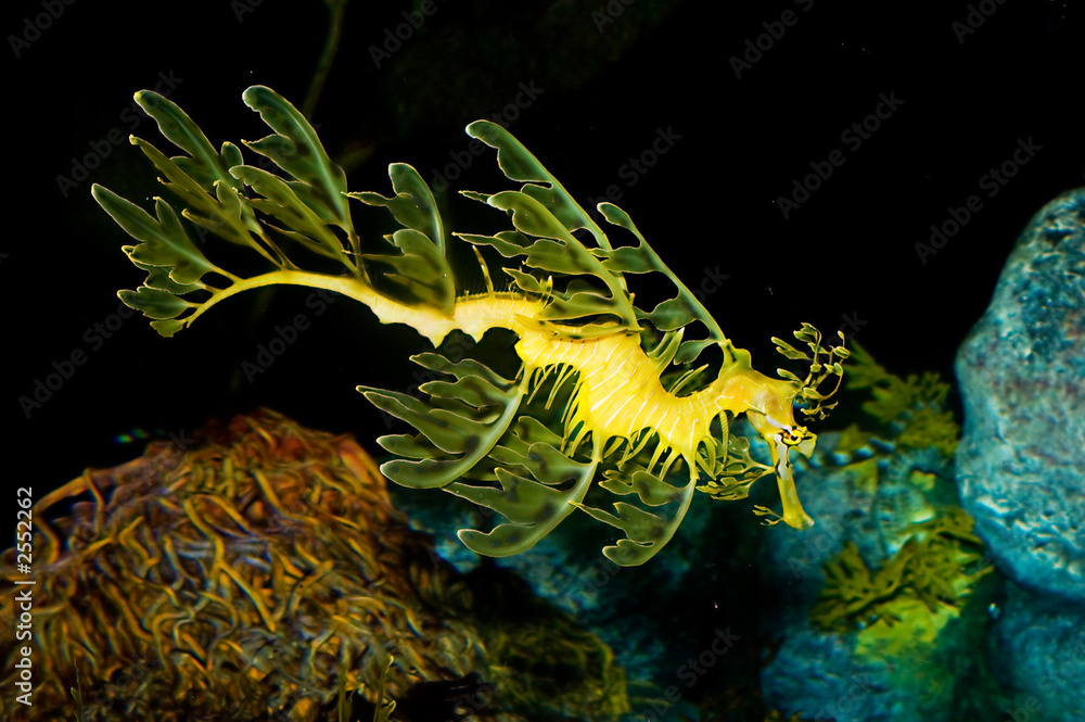 Obraz premium leafy sea dragon