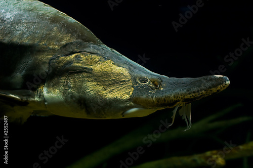 river sturgeon