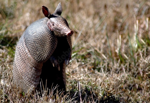 armadillo