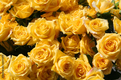 gold strike yellow roses