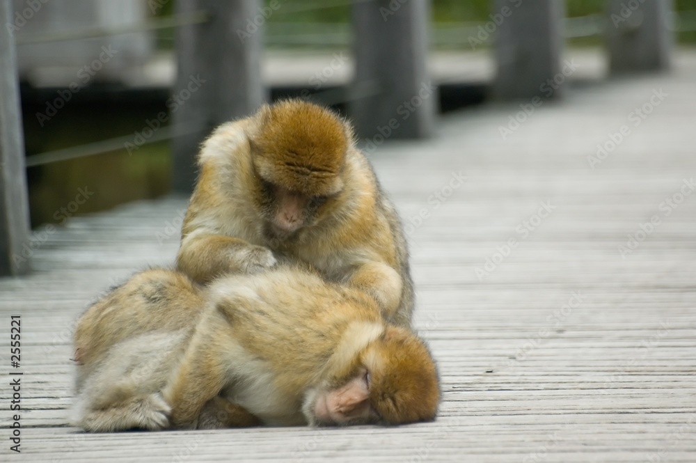 Obraz premium monkeys