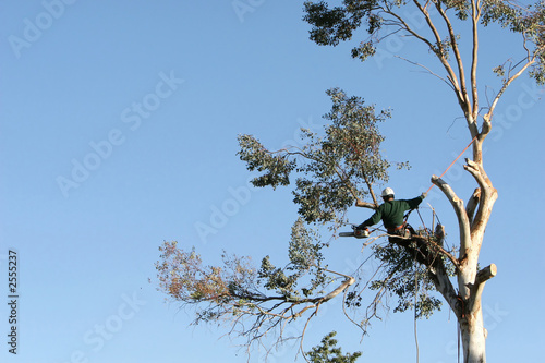 tree cutting