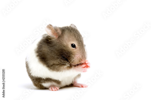 hamster isolated on white