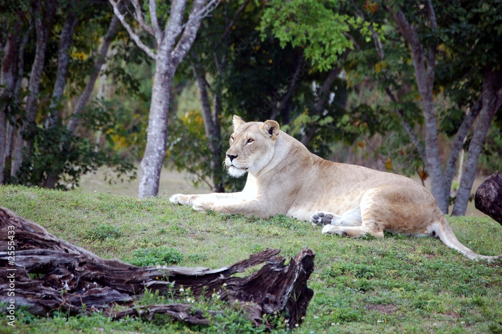 Naklejka premium lioness