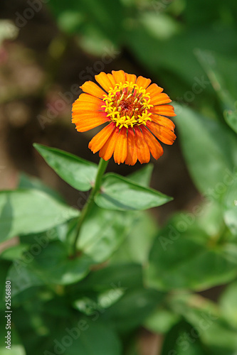 beautiful colorful flower