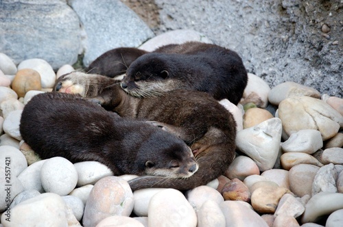 otter romp