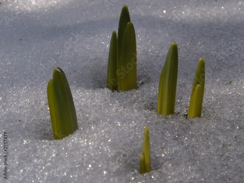 knospen im schnee photo