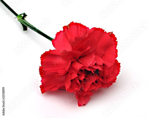 red carnation