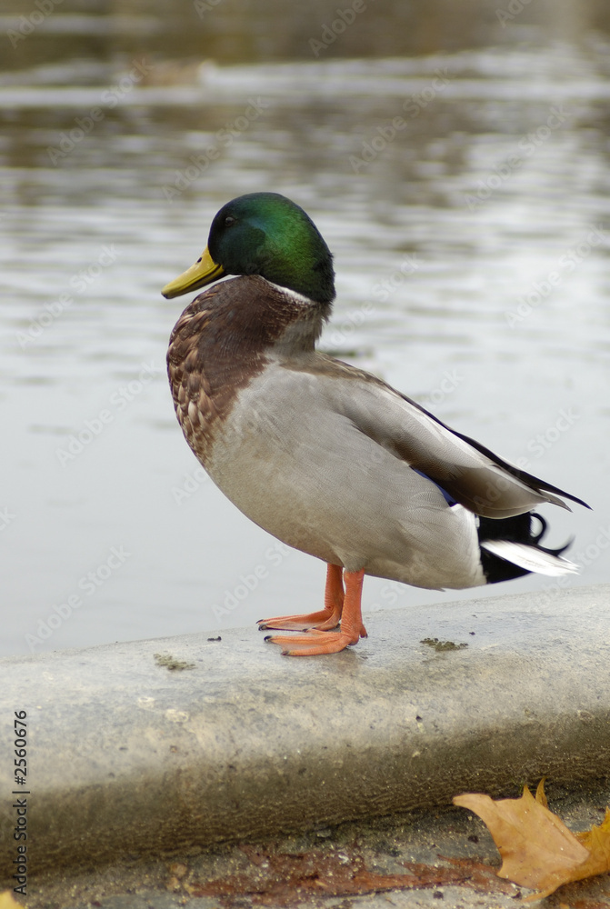 Fototapeta premium duck in paris