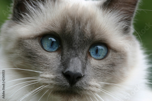 portrait d'un sacré de birmanie aux yeux bleus