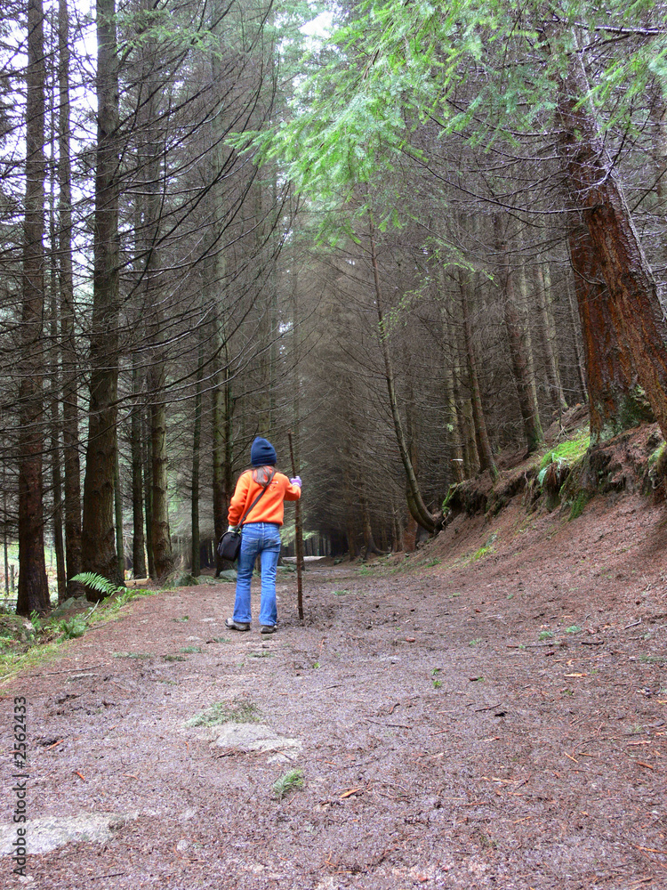 Obraz premium alone in the woods
