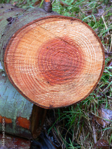 tree rings 4