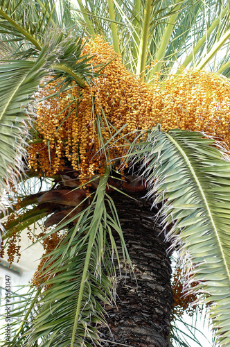 palmier de menton
