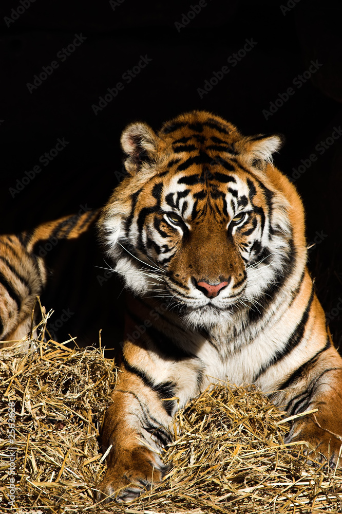 Fototapeta premium tiger