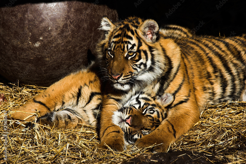 Fototapeta premium tiger