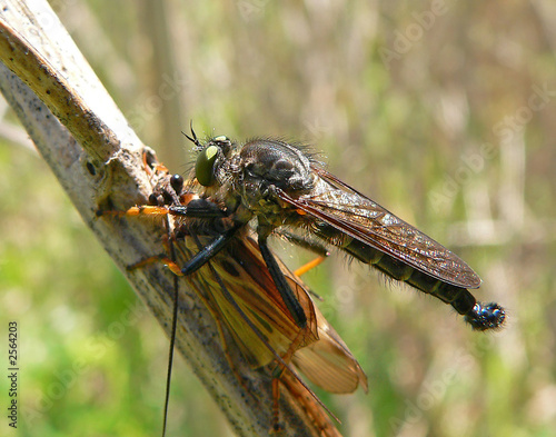 raptorial fly (asilella londti) photo