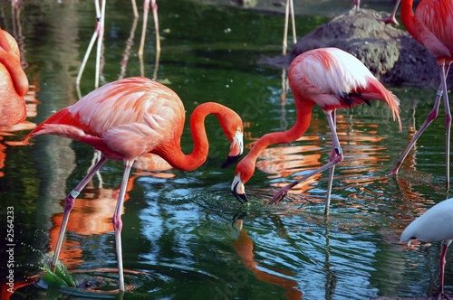 metro zoo flamingos