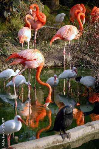 flamingo and white ibises