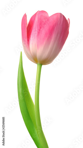 tulip isolated [clipping path]