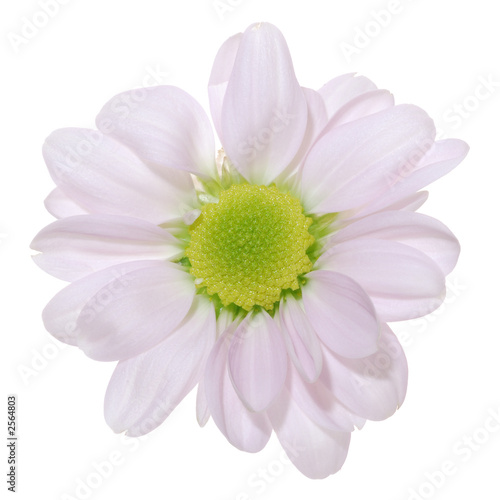 pink daisy isolated [with clipping path]