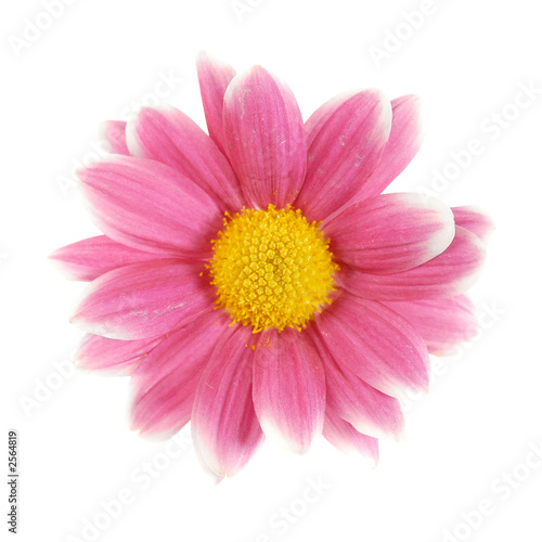 red daisy isolated [with clipping path]
