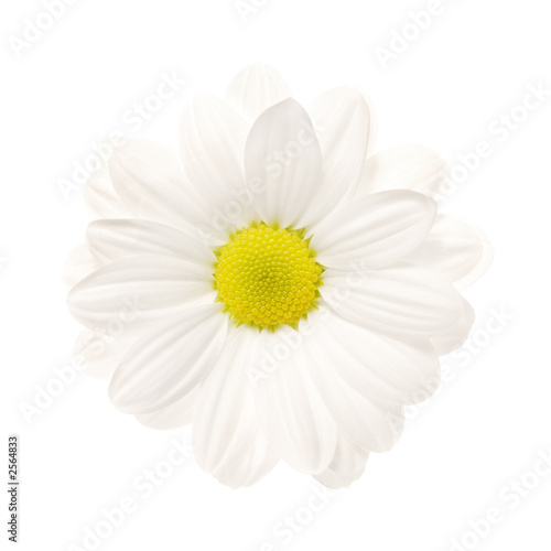 white daisy isolated [with clipping path]