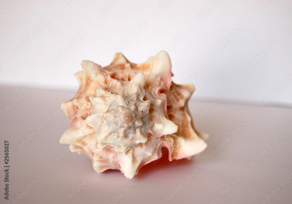shell shell