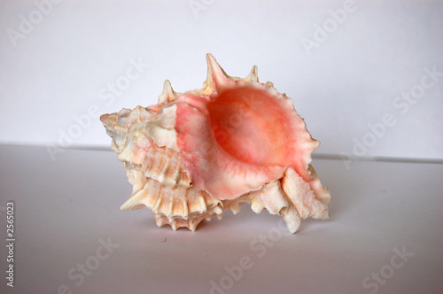 pink shell 03