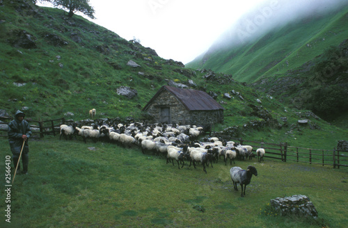 transhumance en pays basque - france