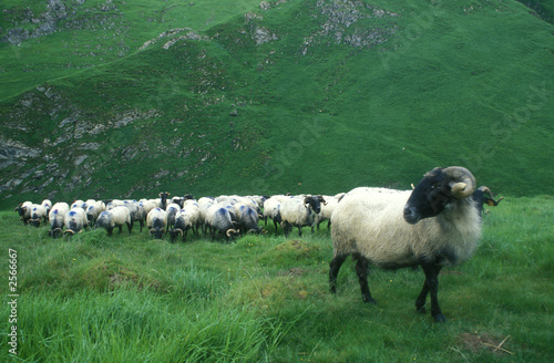 transhumance en pays basque - france