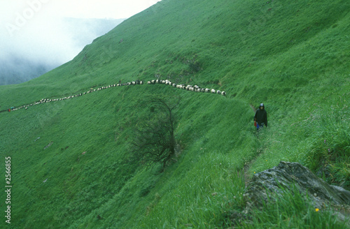 Tableau sur toile transhumance en pays basque - france