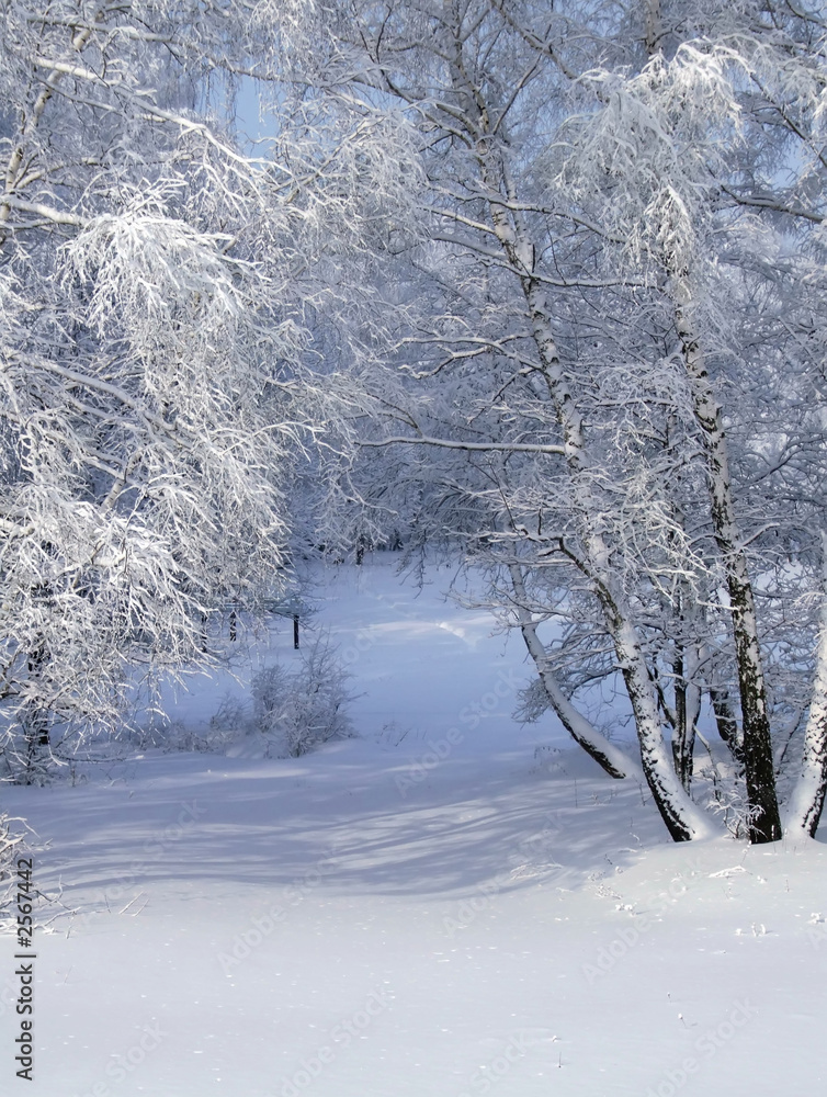 Obraz premium white winter forest