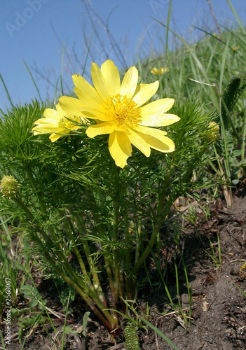 Obraz na płótnie the yellow adonis